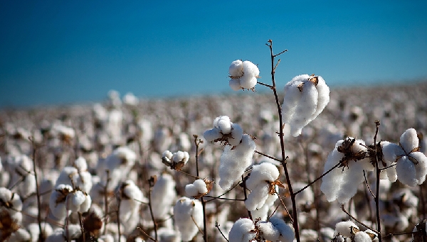 plantacion de algodón Cámara Algodonera Argentina