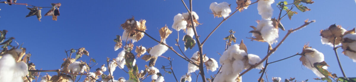 slider_planta-algodon